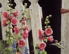 kb Bourdet Susan-Rubys Garden. Bourdet, ������