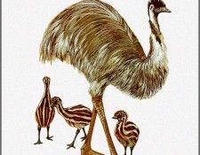 pa TonyOliver AustralianBirds 43 Emu. , 