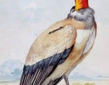 Schouman Aert Condor Sun. Schouman, ����