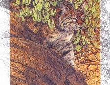 lrs Doolittle Bobcat. , 