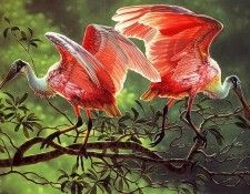 lrs Smith Dee Rose Adagio. ����, ��