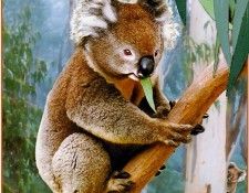 pa HartTrish 02 Koala. , 
