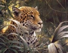 Bateman, Robert - Symbol of the Rainforest - Spotted Jaguar (end. Bateman, Роберт