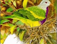 pa TonyOliver AustralianEndangeredWildlife 10. ������, ����