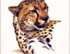 bs-na- Guy Coheleach- Cheetah Head. Coheleach, 