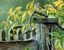 Jules Bouchard - Bruant a gorge blanche, De. �����, ����