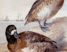 Schouman Aert Pair of ducks Sun. Schouman, 