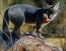 Esther Versch - Grey Fox, De. Versch, 