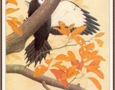 Sj WbZ 12 Pileated Woodpecker 2. ���������, �������