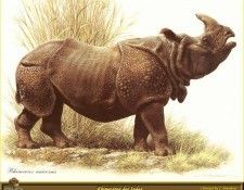PO ppa 49 Rhinoceros des Indes. Brenders, Карл
