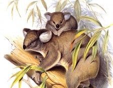 lrs Gould J Koala. ����, ����