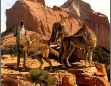 p-bwa-47. ������, �������