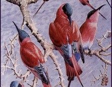43604. Tunnicliffe, 