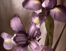 Tim Richter - Iris, De. , 