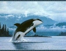 cr ClaudioDAngelo-OrcaBreaching. D'Angelo, �������