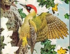 pa BasilEde 39 GreenWoodpecker. ���, �������