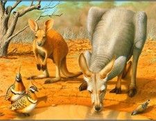 pa KevinStead 07 RedKangaroo. , 