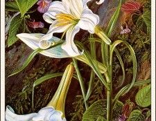 bs-flo- Marianne North- Great Lily Of Naini Tal- India. , 