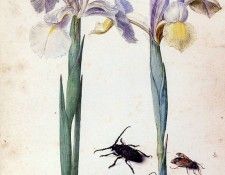 Flegel Georg Two irisses two bugs and a fly Sun. , 
