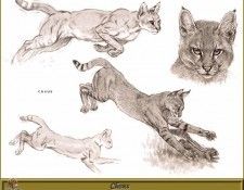 PO pfrd 131 Chaus. Dallet, ������