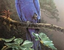 lrsSmithDaniel-HyacinthMacaw. ����, �������