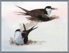 D50-AWE145-BR-Sooty Tern. Bansemer, ������