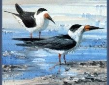 D50-AWE125-RB-Skimmer 1. Bansemer, ������