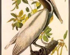 Audubon Brown-Pelican-sj. Audubon, Джон Джеймс