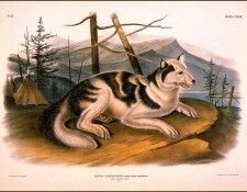 bs-na- Audubon- Hare- Indian Dog. Audubon,  