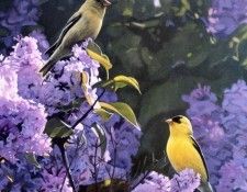 Terry Isaac - Garden Gold, De. , 