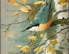 pa BasilEde 52 Nuthatch. , 