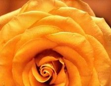 Maria Robledo - Yellow Rose, De. , 