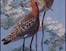43611. Tunnicliffe, 