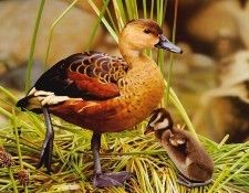 pa EgoGuiotto 06 WanderingWhistling Duck. Guiotto, ���