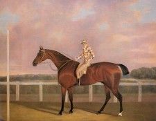 Tomson Clifton Memnon a Chestnut Racehorse With Jockey Up. , 