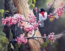 Bourdet, Susan - Rose & Rosebud - Grosbeak (end. Bourdet, ������