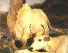 landseer wild cattle of chillingham 1867. ������� ����� �����