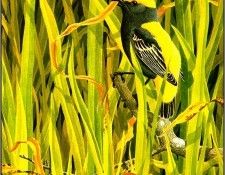 pa NormanArlott 27 Yellow CrownedBishop. Arlott, ������