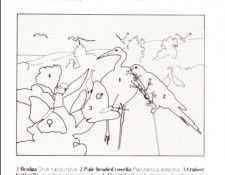 Oz AGls052 Tony Oliver Brolga Key. , 