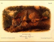 bs-na- Audubon- Canada Lynx. Audubon, ���� ������