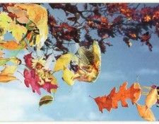 kb Cross Tom Autumn. �����, ���