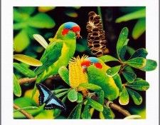 pa AusGeoArt 2003 07 EgoGuiotto MuskLorikeet. Guiotto, 