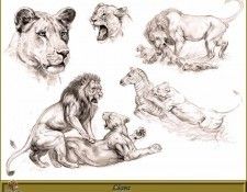 PO pfrd 111 Lions. Dallet, 