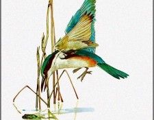 pa TonyOliver AustralianBirds 32 SacredKingfisher. ������, ����