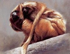 lrs Isaac Terry Golden Lion Tamarins. , 