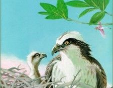 ArnoskyJim-Osprey2-sj. Arnosky, ����