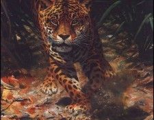 lrsSeery-LesterJohn-IntotheClearingJaguar. Seerey- 