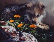 lrs Daniels Linda Dandel Wolf Cub. �������, �����