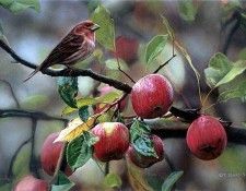 kb Isaac Terry-Appletime-Purple Finch. �����, �����