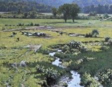 WHITNEY Richard Walpole Meadow 20x30 35mm slide. �����, ������